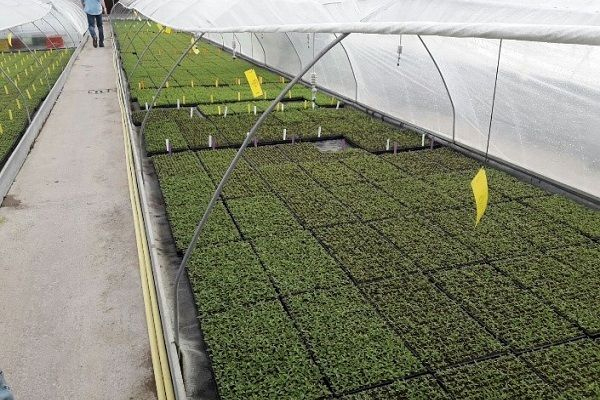 siembra y propagación en el Cultivo de arándano 