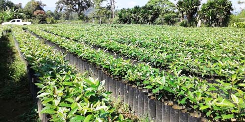 Guía: Producción de árboles frutales por semilla