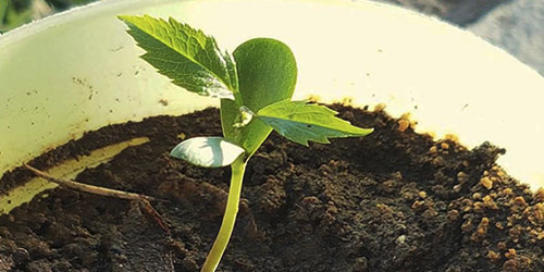 Germinación de la semilla