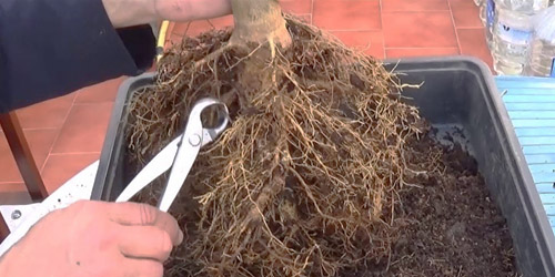 Trasplante del árbol