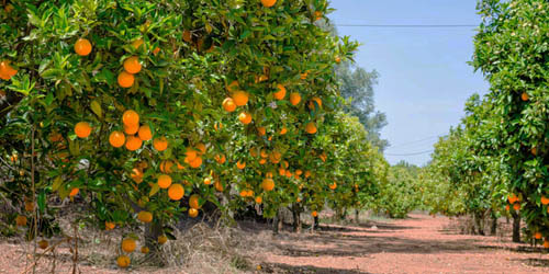 Arboles frutales de naranja