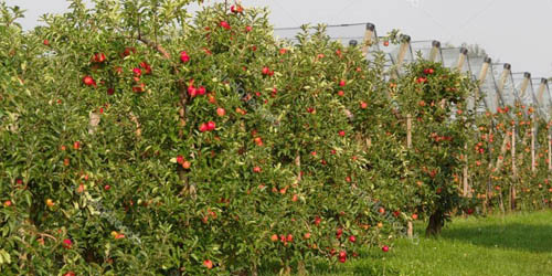 árboles frutales