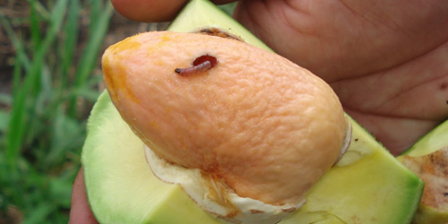 Plagas en árboles frutales 