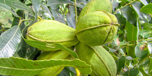 Árboles de frutos secos