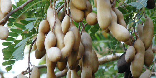 Árbol de tamarindo