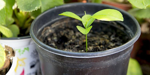 Planta en maceta