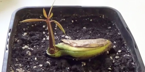 Germinación
