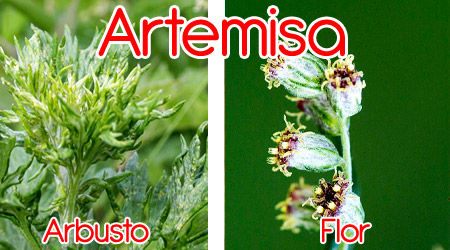 Artemisa para elaboración de repelente orgánico