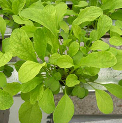 Arugula