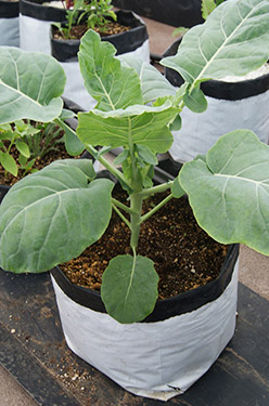 cultivo hidropónico en bolsas para vivero en sustrato
