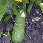 Calabazas
