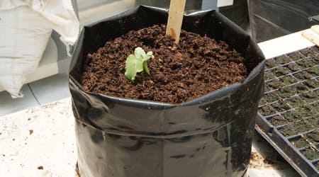 Calabaza en Bolsa de Cultivo