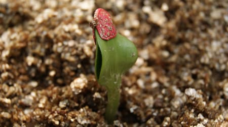 Calabaza Germinando en sustrato 