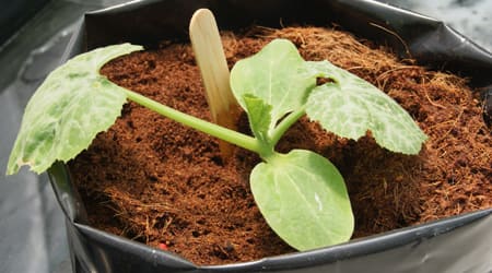 Calabaza Hojas Verdaderas en sustrato hidropónico 
