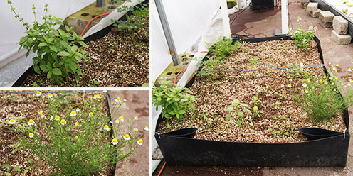 Cama de Cultivo para Huerto Familiar: Paso a Paso