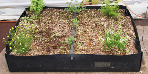 Cama de cultivo para huerto familiar con Plantas