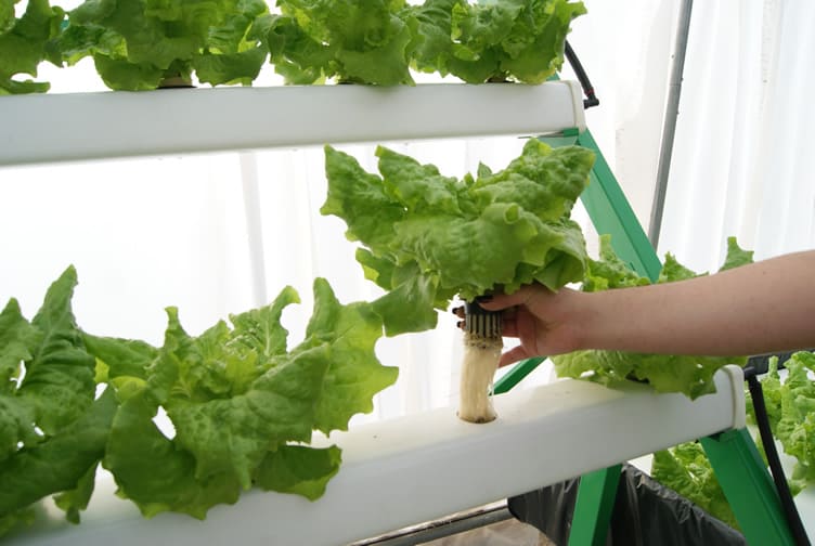 Canastillas para NFT en lechugas