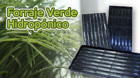 Ficha Guía FVH
