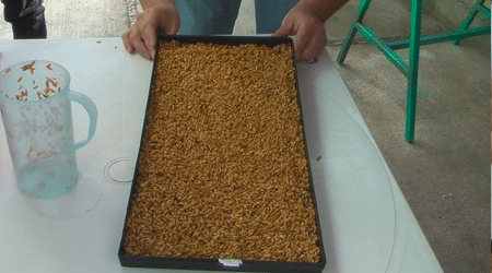 Charola para Forraje con Semillas