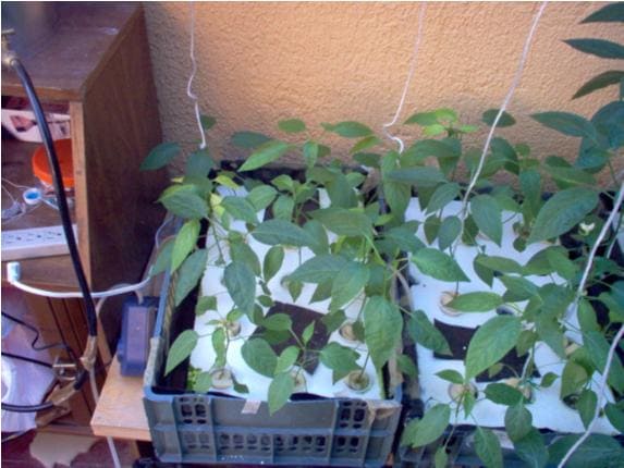 Chiles en huacal raiz flotante