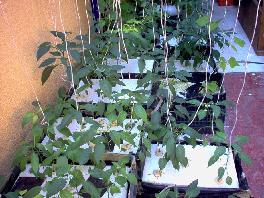 Cultivo de chiles en huacal en raíz flotante