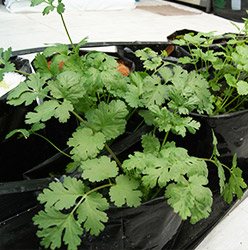 Cómo Cultivar Cilantro por Hidroponía: Técnicas y Consejos