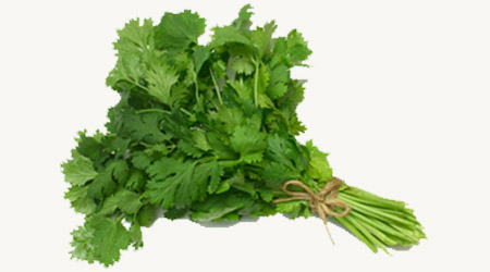 Cilantro