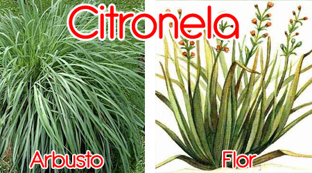 Citronela para elaboración de repelente orgánico