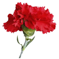 Clavel