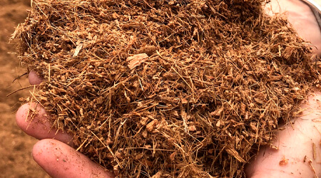 Fibra de coco