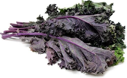 Gramo de Semilla de Kale Rojo Var Red Rusian col rizada coles rizadas kales cales cale