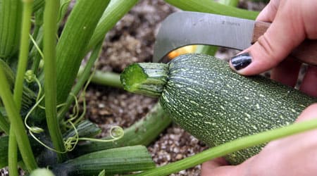 Cosecha de Calabaza