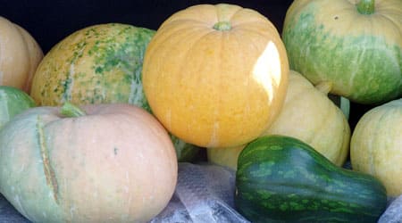 Cosecha de Calabaza
