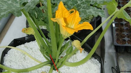 Cosecha de Flores de Calabaza
