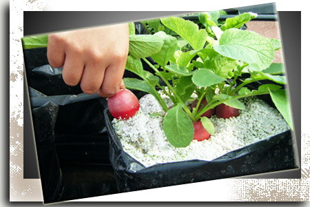 Guía: ¿Cómo cultivar rábanos en tu hogar?