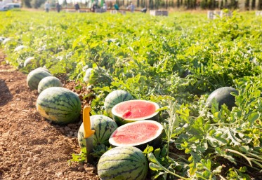 cosecha de sandia