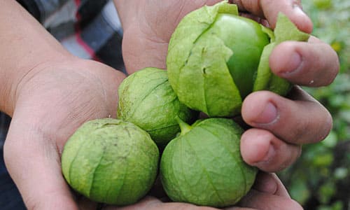 Guía para el Cultivo de Tomate Verde o Tomate de Cáscara
