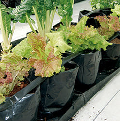 Cultivo Lechuga en Sustrato