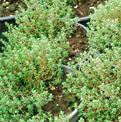 Cultivo de Tomillo en Sustrato