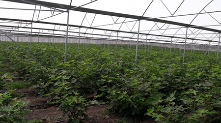 Cultivo Higo Plantas
