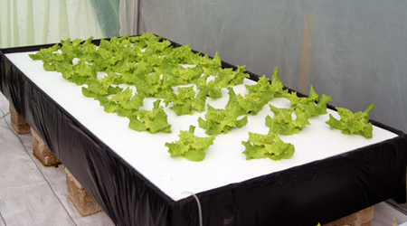 Cultivo de Lechuga en Raíz Flotante