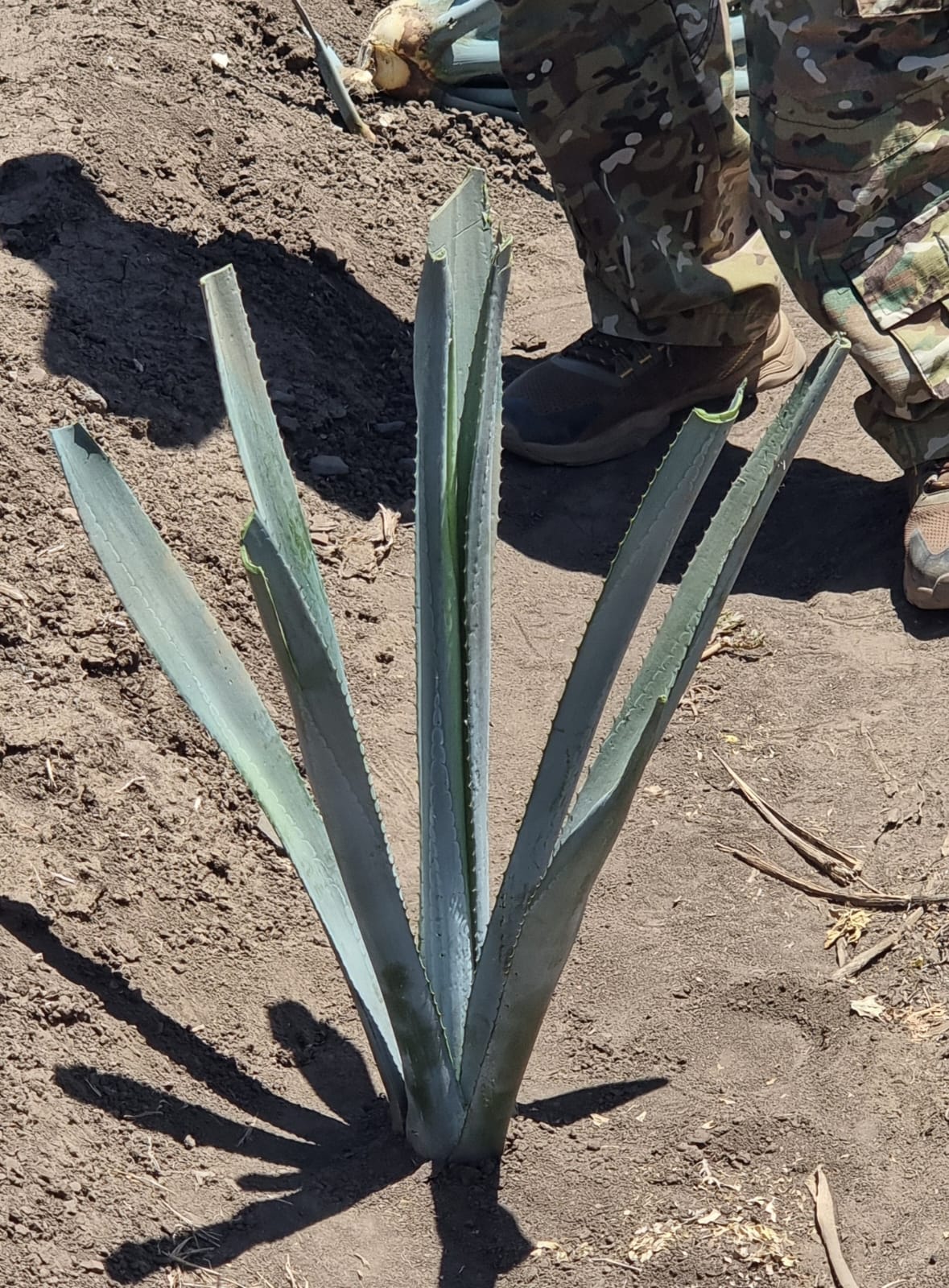 Siembra agave azul