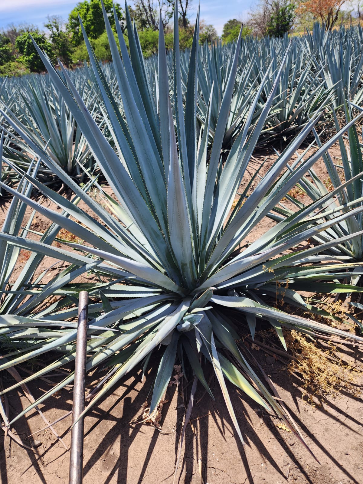 agave azul