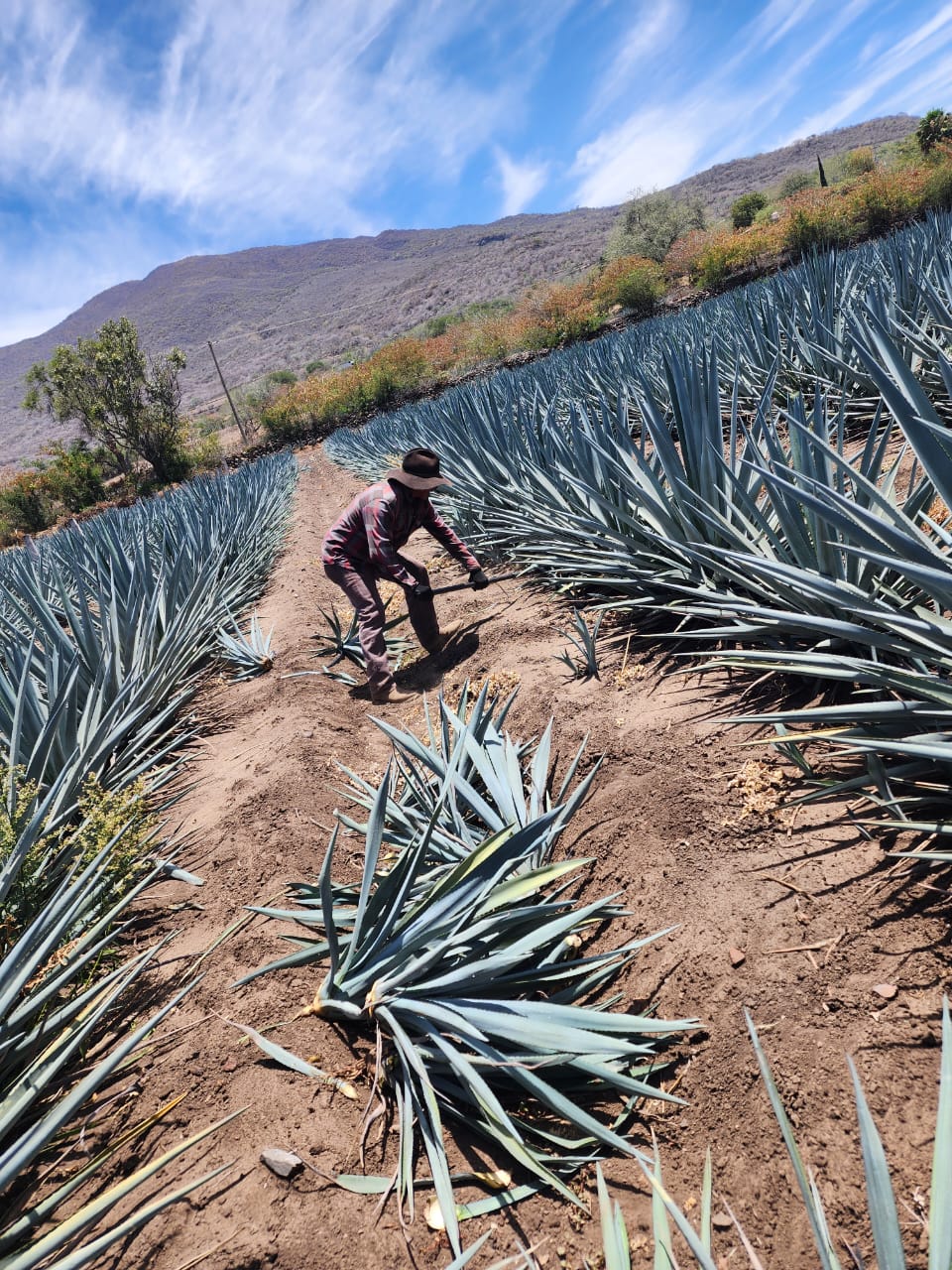 trasplante agave azul