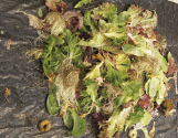 Origen Vegetal