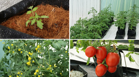 diversidad de cultivo 