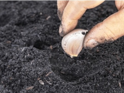 Guía Completa para el Cultivo de Ajo: Tierra e Hidroponía