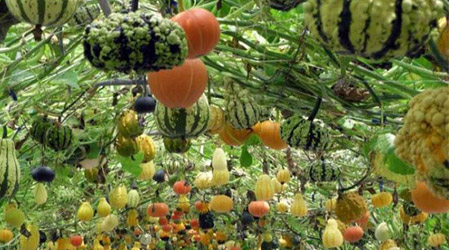 Cultivo de Calabaza Hidropónica: Guía Completa