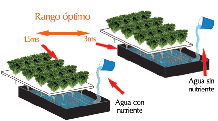 Guia definitiva para el Cultivo Hidropónico: Los 7 puntos clave