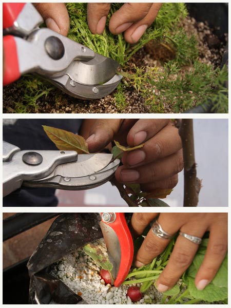 Eliminar Partes Enfermas